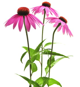 31 Long-Forgotten Native American Medical Cures - Echinacea 31 Long-Forgotten Native American Medical Cures - Echinacea