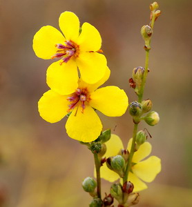 31 Long-Forgotten Native American Medical Cures - Verbascum Sinuatum Mullein 31 Long-Forgotten Native American Medical Cures - Verbascum Sinuatum Mullein